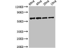 Western Blot Positive WB detected in Recombinant protein All lanes: FSIP2 antibody at 0. (FSIP2 抗体  (AA 5530-5824))