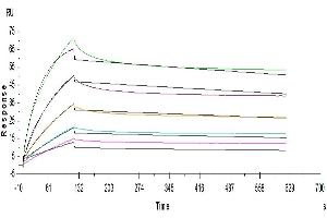 Human LILRB2 captured on Protein A chip, can bind Human ANGPTL4, His Tag with an affinity constant of 13.