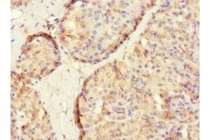 Immunohistochemistry of paraffin-embedded human pancreatic tissue using ABIN7166579 at dilution of 1:100 (SLC2A13 抗体  (AA 564-648))