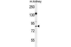 Western blot analysis in mouse kidney tissue lysates (35ug/lane) using MYSM1 Antibody (N-term).
