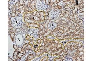 Expression of Angiotensin-(1-7) Mas Receptor in rat kidneyImmunohistochemical staining of rat kidney paraffin embedded sections using Anti-Angiotensin-(1-7) Mas Receptor Antibody (ABIN7042920, ABIN7043904 and ABIN7043905), (1:100).