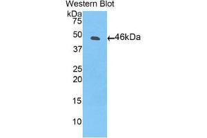 Western Blotting (WB) image for anti-Plasminogen (PLG) (AA 79-466) antibody (ABIN1860259) (PLG 抗体  (AA 79-466))