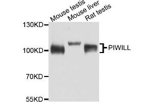 Western blot analysis of extract of various cells, using PIWIL1 antibody. (PIWIL1 抗体)