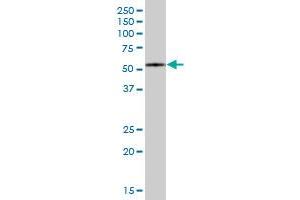FBXO7 MaxPab polyclonal antibody. (FBXO7 抗体  (AA 1-522))