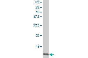 Western Blot detection against Immunogen (12. (IL-15 抗体  (AA 49-162))