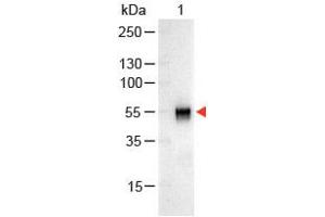 Image no. 1 for Goat anti-Rabbit IgG (Whole Molecule) antibody (Alkaline Phosphatase (AP)) (ABIN300847) (山羊 anti-兔 IgG (Whole Molecule) Antibody (Alkaline Phosphatase (AP)))
