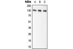 Western blot analysis of Pyruvate Carboxylase expression in HEK293T (A), NIH3T3 (B), H9C2 (C) whole cell lysates. (PC 抗体  (Center))