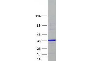 Western Blotting (WB) image for NECAP Endocytosis Associated 2 (NECAP2) (Transcript Variant 3) protein (Myc-DYKDDDDK Tag) (ABIN2727057)