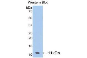 Western Blotting (WB) image for anti-Pro-Platelet Basic Protein (Chemokine (C-X-C Motif) Ligand 7) (PPBP) (AA 59-128) antibody (ABIN3201384) (CXCL7 抗体  (AA 59-128))