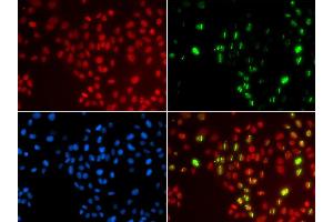 Immunofluorescence analysis of GFP-RNF168 transgenic U2OS cells using POLH antibody.