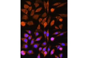 Immunofluorescence analysis of L929 cells using CHCHD7 Rabbit pAb (ABIN7266450) at dilution of 1:100. (CHCHD7 抗体)