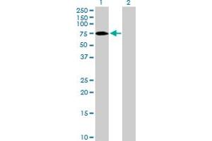 Western Blot analysis of ZNF189 expression in transfected 293T cell line by ZNF189 MaxPab polyclonal antibody. (ZNF189 抗体  (AA 1-584))
