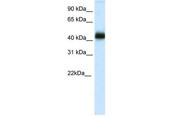NK2 Homeobox 4 抗体  (C-Term)