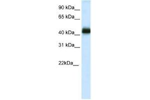 NKX2-4 antibody used at 0. (NK2 Homeobox 4 抗体  (C-Term))