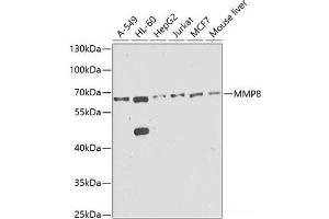 Western blot analysis of extracts of various cell lines using MMP8 Polyclonal Antibody at dilution of 1:1000. (MMP8 抗体)