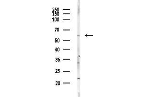 Western blot analysis of lysates from HepG2 cells(heat-shock,45 min treatment), using SHC2 Antibody at 1/1000 dilution.