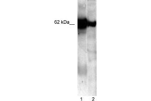 WB Suggested Anti-NUCB1 Antibody Titration:  5. (Nucleobindin 1 抗体  (C-Term))