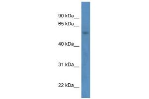 ZNF692 antibody  (N-Term)