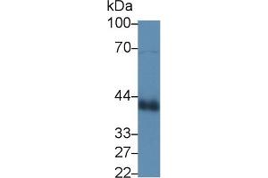 Western blot analysis of Cow Lung lysate, using Cow CLU Antibody (3 µg/ml) and HRP-conjugated Goat Anti-Rabbit antibody ( (Clusterin 抗体  (AA 223-439))