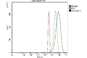 anti-Golgi Reassembly Stacking Protein 1, 65kDa (GORASP1) (AA 130-440) antibody