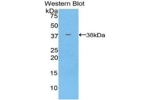Western Blotting (WB) image for anti-Annexin A5 (ANXA5) (AA 1-321) antibody (ABIN3208961) (Annexin V 抗体  (AA 1-321))