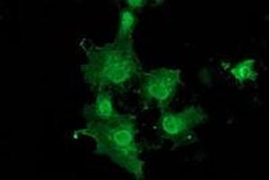 Anti-DNAJB1 mouse monoclonal antibody (ABIN2454069) immunofluorescent staining of COS7 cells transiently transfected by pCMV6-ENTRY DNAJB1 (RC201762). (DNAJB1 抗体)