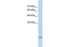 Western Blotting (WB) image for anti-Pregnancy Specific beta-1-Glycoprotein 3 (PSG3) antibody (ABIN2462607) (PSG3 抗体)