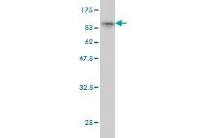 Western Blot detection against Immunogen (95.