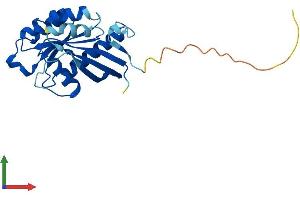 Protein Structure (PS) image for RAB2B, Member RAS Oncogene Family (RAB2B) (AA 1-216) protein (His tag) (ABIN7551205)