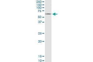 SLC22A8 MaxPab polyclonal antibody. (SLC22A8 抗体  (AA 1-542))