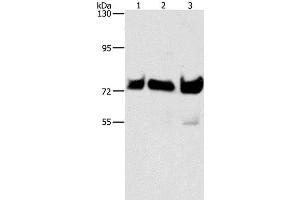 Western Blot analysis of Hela, Raji and 293T cell using BRAF Polyclonal Antibody at dilution of 1:500 (BRAF 抗体)
