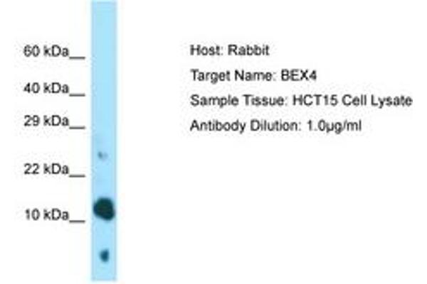 BEX4 anticorps  (AA 28-77)
