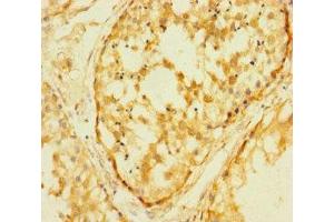 Immunohistochemistry of paraffin-embedded human testis tissue using ABIN7167879 at dilution of 1:100 (Retrotransposon Gag-Like Protein 8B (RTL8B) (AA 1-113) 抗体)