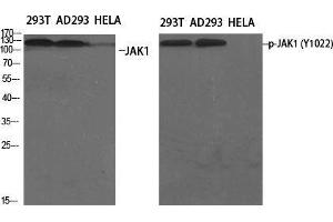 Western Blot (WB) analysis of specific cells using Phospho-JAK1 (Y1022) Polyclonal Antibody. (JAK1 抗体  (pTyr1022))