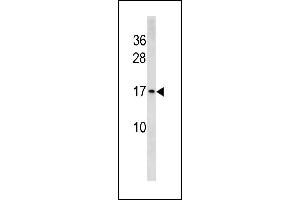 HIST1H3/2H3/3H3/H3F3 Antibody (N-term) (ABIN1881415 and ABIN2843251) western blot analysis in Hela cell line lysates (35 μg/lane). (HIST1H3/2H3/3H3/H3F3 (AA 28-57), (N-Term) 抗体)
