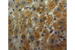 IHC-P analysis of liver tissue, with DAB staining. (Peroxiredoxin 6 抗体  (AA 1-224))