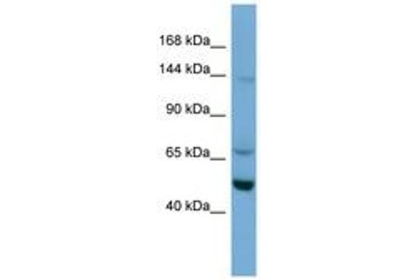 TRIM66 Antikörper  (AA 359-408)