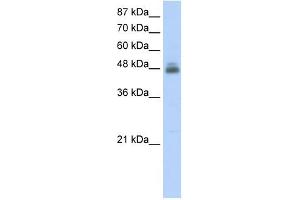 RBMS1 antibody used at 2. (RBMS1 抗体  (C-Term))