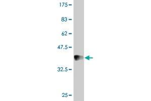 Western Blot detection against Immunogen (37 KDa) . (IDO1 抗体  (AA 304-403))
