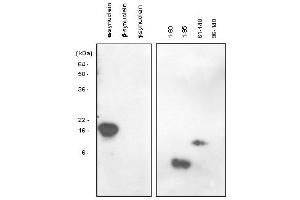 Western blot analysis: The recombinant human synuclein family (alpha-, beta- and gamma-) and alpha-synuclein domains (1-60, 1-95, 61-140 and 96-140) proteins were resolved by SDS-PAGE, transferred to PVDF membrane and probed with anti-alpha-Synuclein (61-95 aa) antibody (1:1,000). (SNCA 抗体)