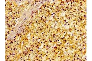 Immunohistochemistry of paraffin-embedded human adrenal gland tissue using ABIN7167390 at dilution of 1:100 (rala 抗体  (AA 1-203))