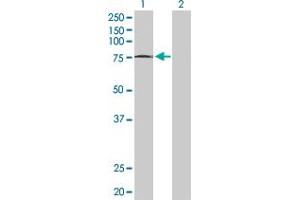 Western Blot analysis of MTF2 expression in transfected 293T cell line by MTF2 MaxPab polyclonal antibody. (MTF2 抗体  (AA 1-536))