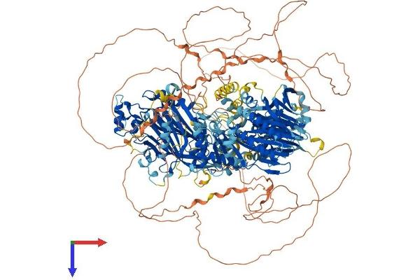 Synaptojanin 1 Protein (SYNJ1) (AA 1-1574) (His tag)