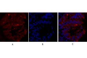 Immunofluorescence analysis of rat lung tissue. (Caveolin-1 抗体  (AA 100-180))