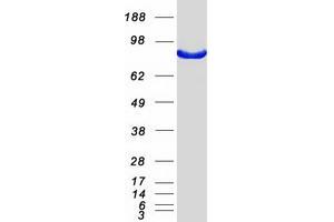 Western Blotting (WB) image for ArfGAP with Coiled-Coil, Ankyrin Repeat and PH Domains 2 (ACAP2) protein (Myc-DYKDDDDK Tag) (ABIN2714306)