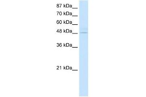 WB Suggested Anti-KLF4 Antibody Titration:  2. (KLF4 抗体  (N-Term))