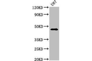 Western Blot Positive WB detected in: U87 whole cell lysate All lanes: NTSR2 antibody at 3. (NTSR2 抗体  (AA 359-410))