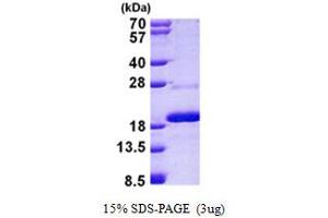 SDS-PAGE (SDS) image for Mago-Nashi Homolog B (MAGOHB) (AA 1-148) protein (His tag) (ABIN5853006) (Mago Nashi Homolog 2 Protein (AA 1-148) (His tag))
