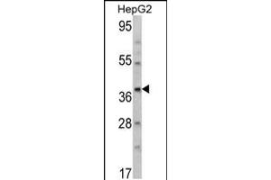 Western blot analysis of AMT Antibody in HepG2 cell line lysates (35ug/lane) (Aminomethyltransferase 抗体  (N-Term))