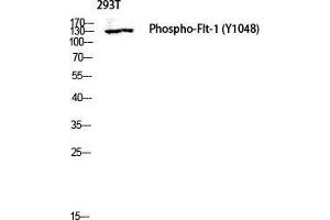 Western Blot (WB) analysis of 293T lysis using Phospho-Flt-1 (Y1048) antibody. (FLT1 抗体  (pTyr1048))